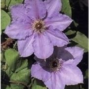 Clematis in fiore