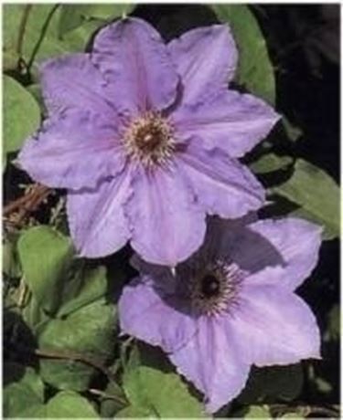 Clematis in fiore