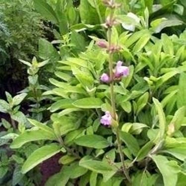 Salvia