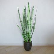 sanseveria