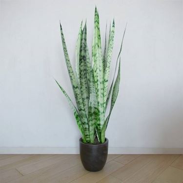 sanseveria