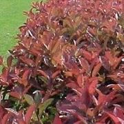 Foglie di Photinia