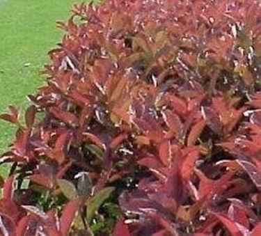 Foglie di Photinia