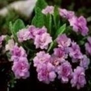 Primula ibrida