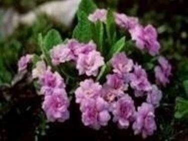 Primula ibrida