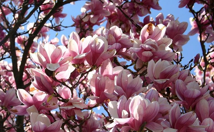 magnolia