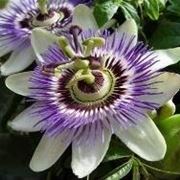 Passiflora