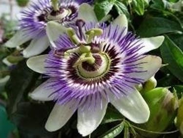 Passiflora