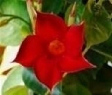 dipladenia rossa