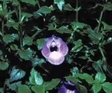 Torenia