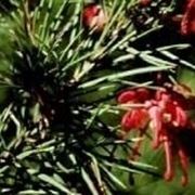 Grevillea