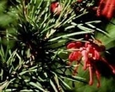 Grevillea