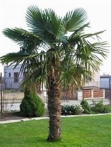 trachycarpus