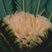 Fiore di cycas