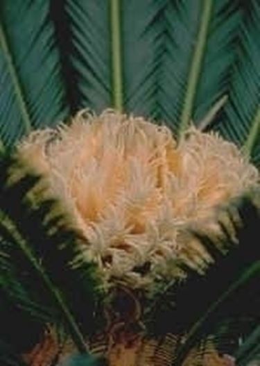 Fiore di cycas