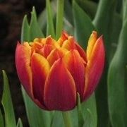 Tulipani