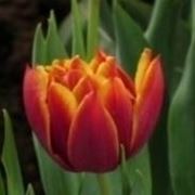 Tulipani