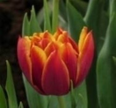 Tulipani