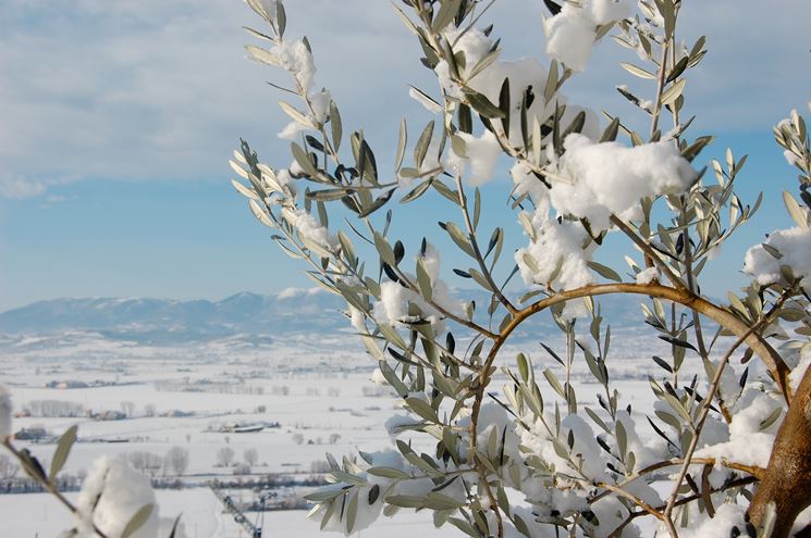 Ulivo In Inverno Piante Da Giardino Come Coltivare L Ulivo In Inverno