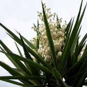 yucca potatura