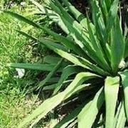 yucca