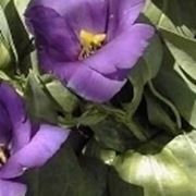 eustoma