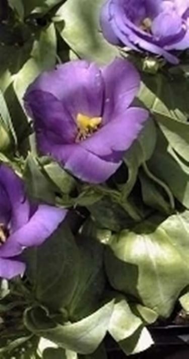 eustoma