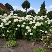 ortensie