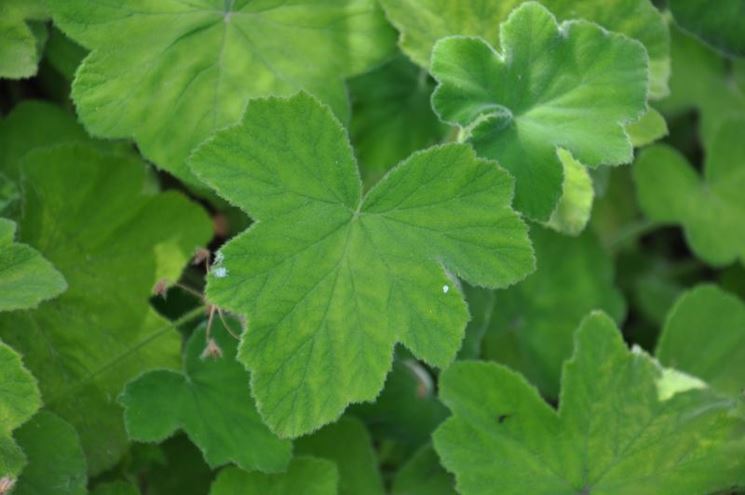 Pelargonium tomentosum