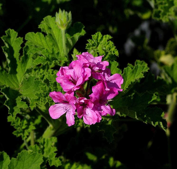 fiore gerani odorosi