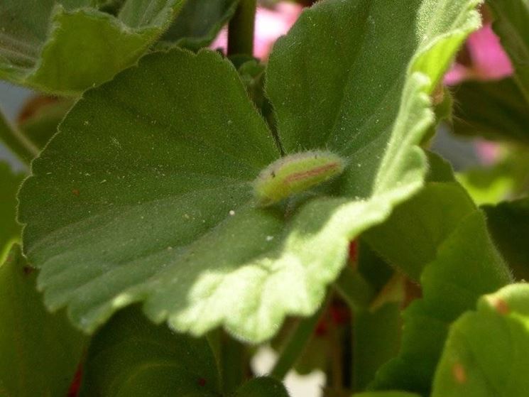 Larva di licenide dei gerani