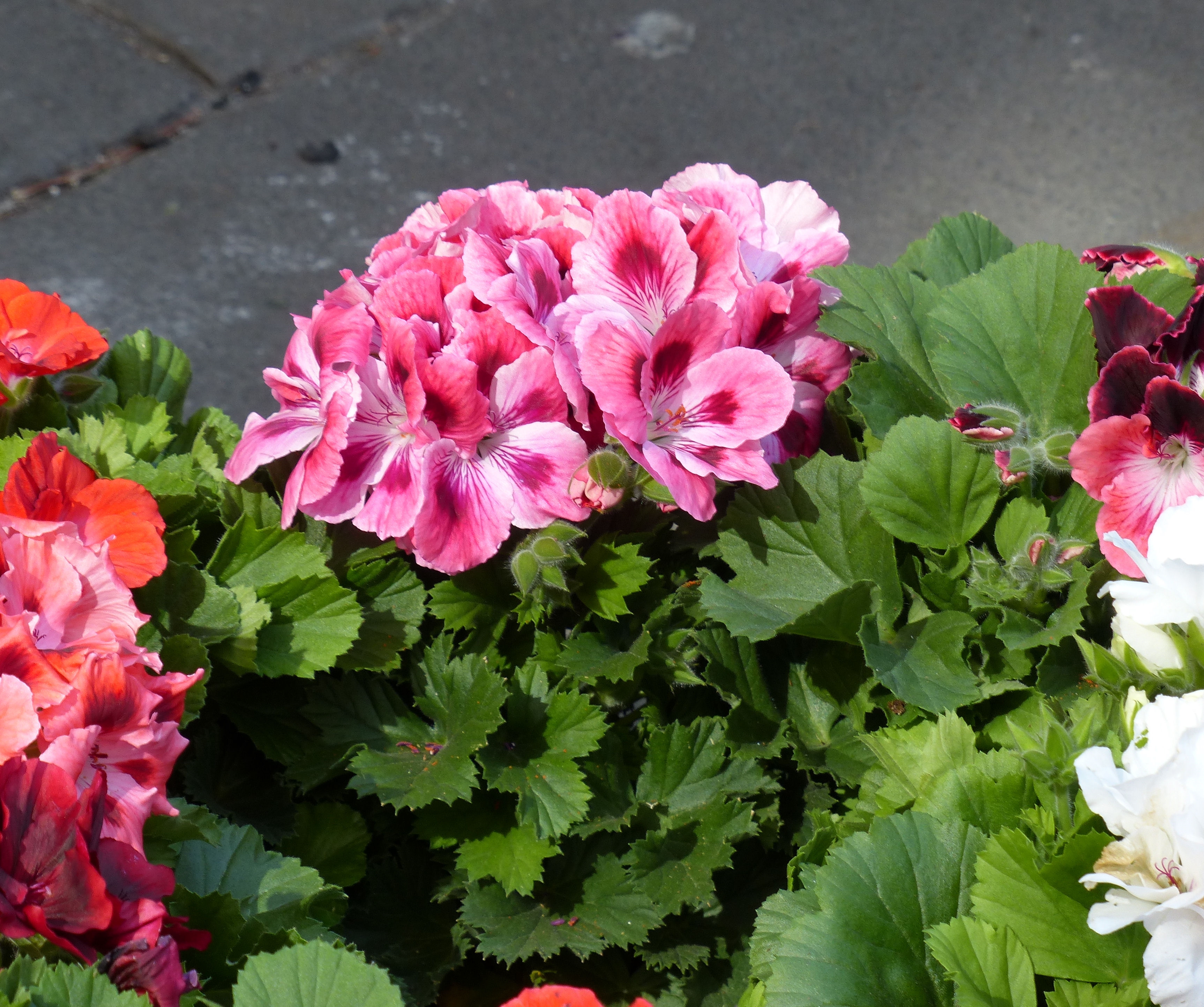 Geranio Macranta Gerani Caratteristiche Gerani Macranta