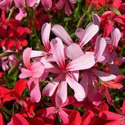 geranio pelargonium