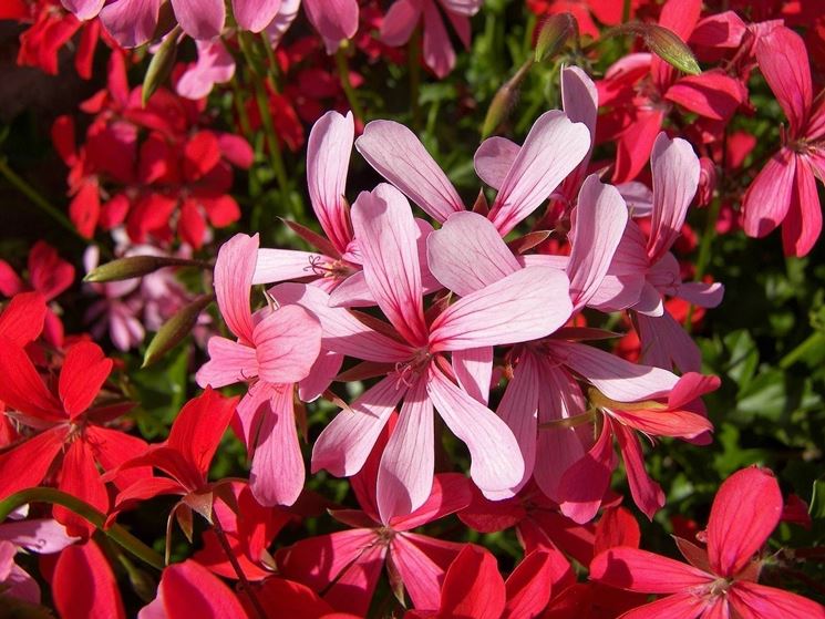 geranio pelargonium