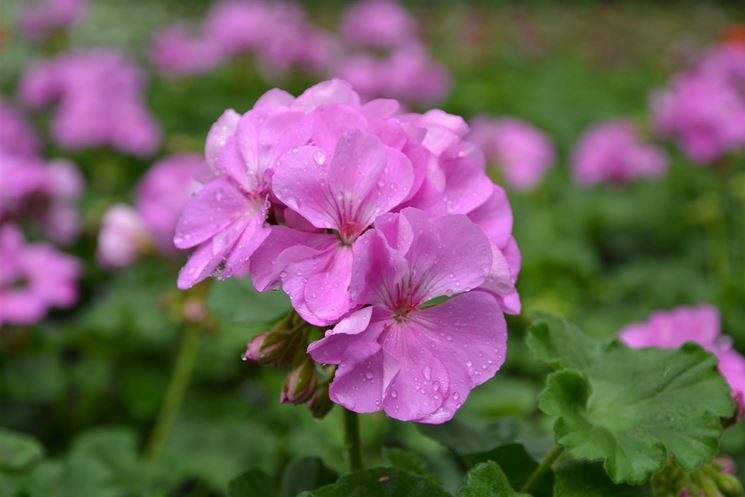 geranio pelargonium