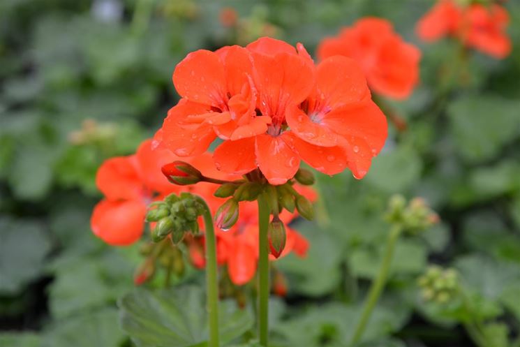 geranio pelargonium