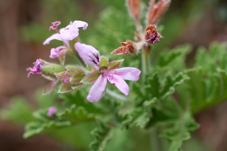 Pelargonium odoratissimum