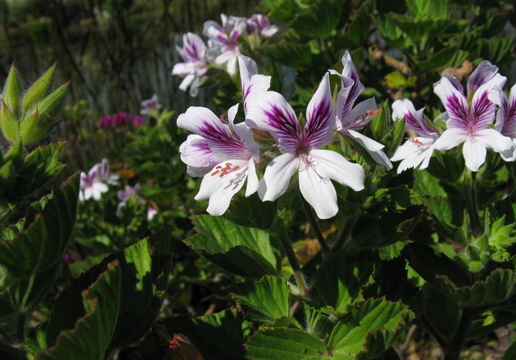 pelargonium cucullatum