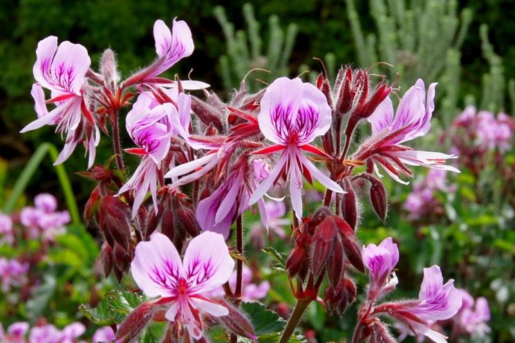 pelargonium cordifolium