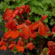 pelargonium