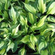 foto hosta