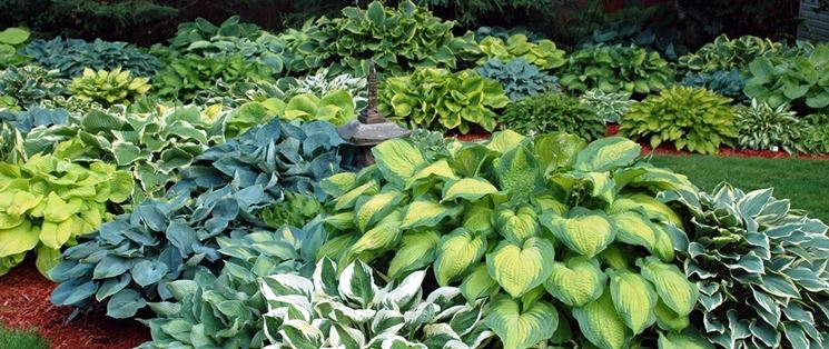 hosta