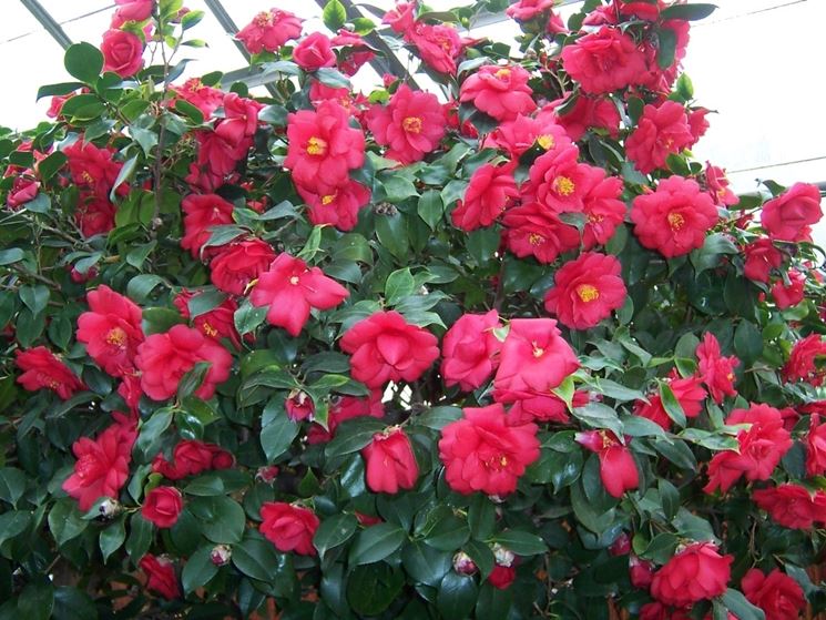 camelia