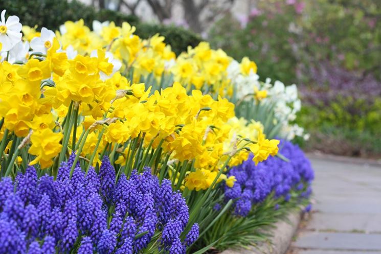 fiori in giardino