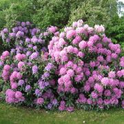 rododendri fioriti