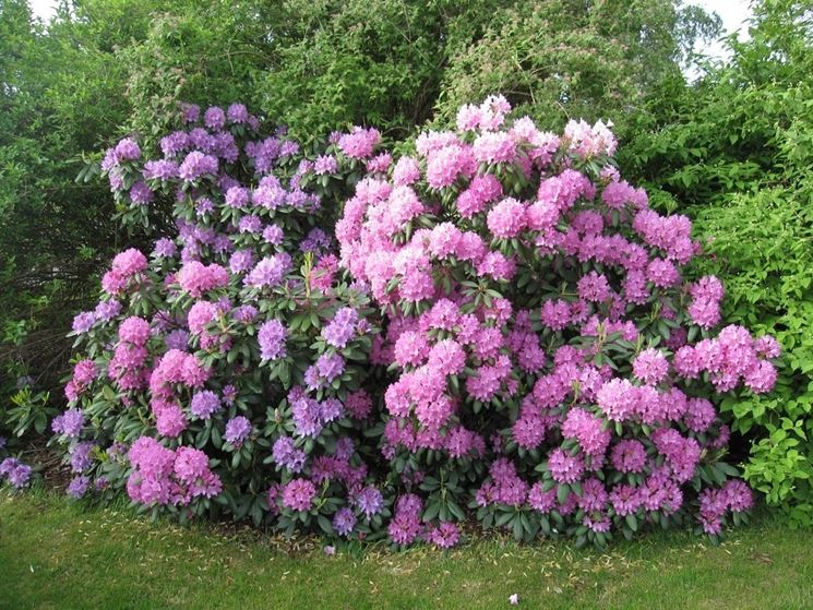 rododendri fioriti