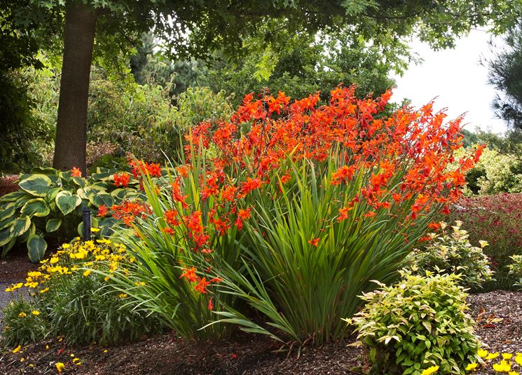 montbretia