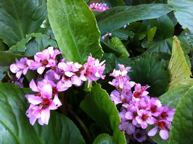 bergenia