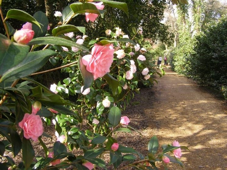 piante di camelia