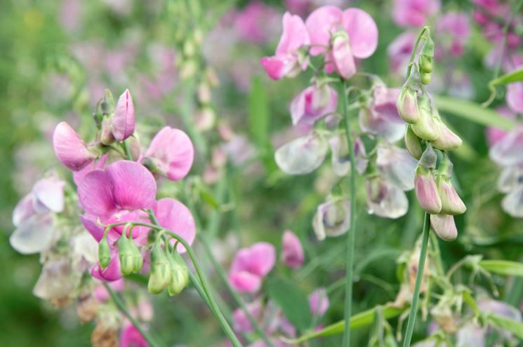 Fleurs de janvier